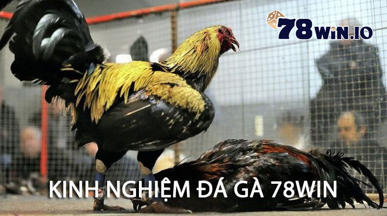 kinh nghiệm đá gà 78win