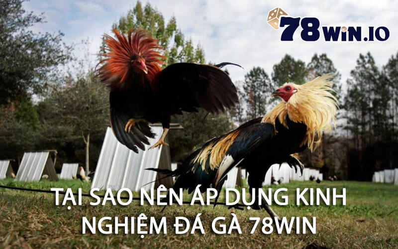 Tại sao nên áp dụng kinh nghiệm đá gà 78win