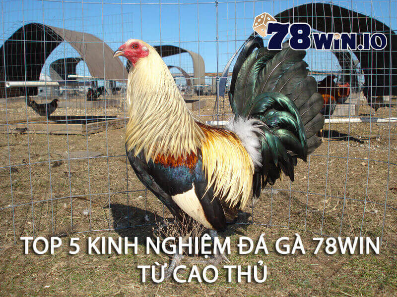 top 5 kinh nghiệm đá gà 78WIN từ cao thủ