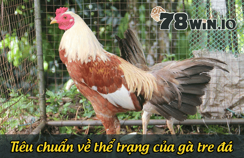 Tiêu chuẩn về thể trạng của gà tre đá