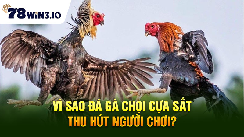 Vì sao đá gà chọi cựa sắt thu hút người chơi?